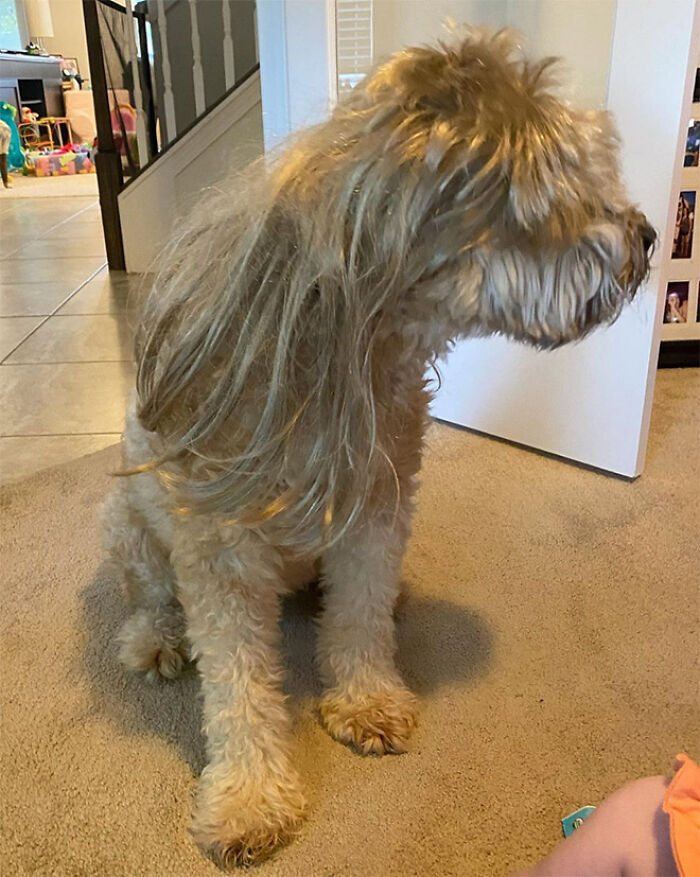 Dog with a fluffy mullet sitting indoors on a carpeted floor.