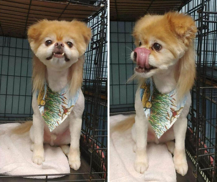 Dog with mullet hairstyle sitting in a cage, wearing a colorful bandana.