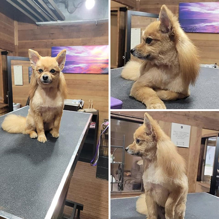 Dog with a mullet hairstyle sitting on a grooming table, showing off its stylish fur in a cozy room.