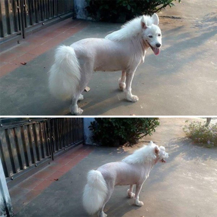 Dog with a mullet hairstyle standing outside, showing its fluffy tail and trimmed body, creating a humorous look.