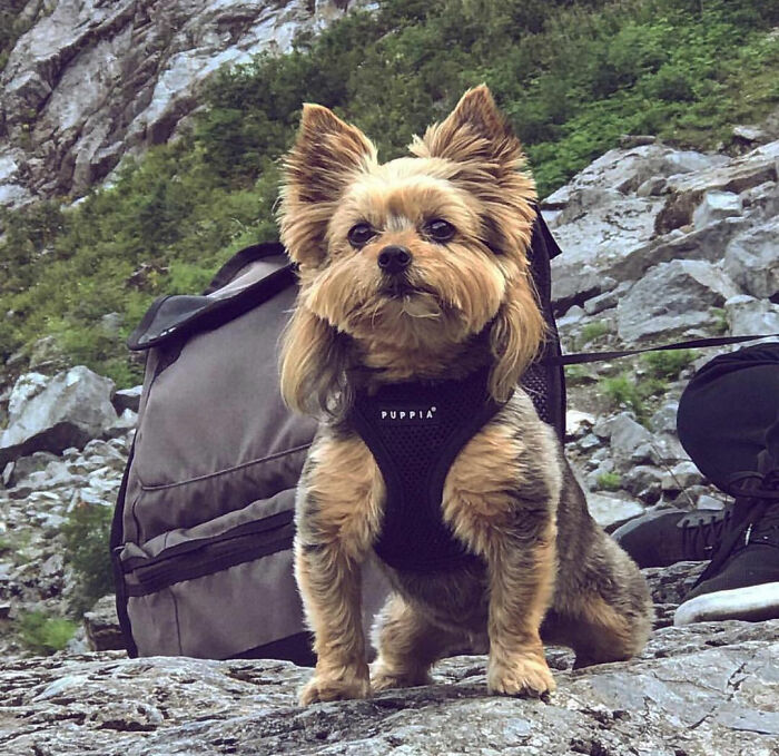 Dog with a mullet on a rocky path, wearing a harness, set against a mountain backdrop.