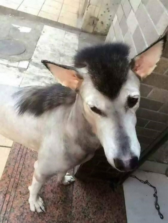 Dog with a stylish mullet haircut standing on a tiled floor, looking curiously at the camera.