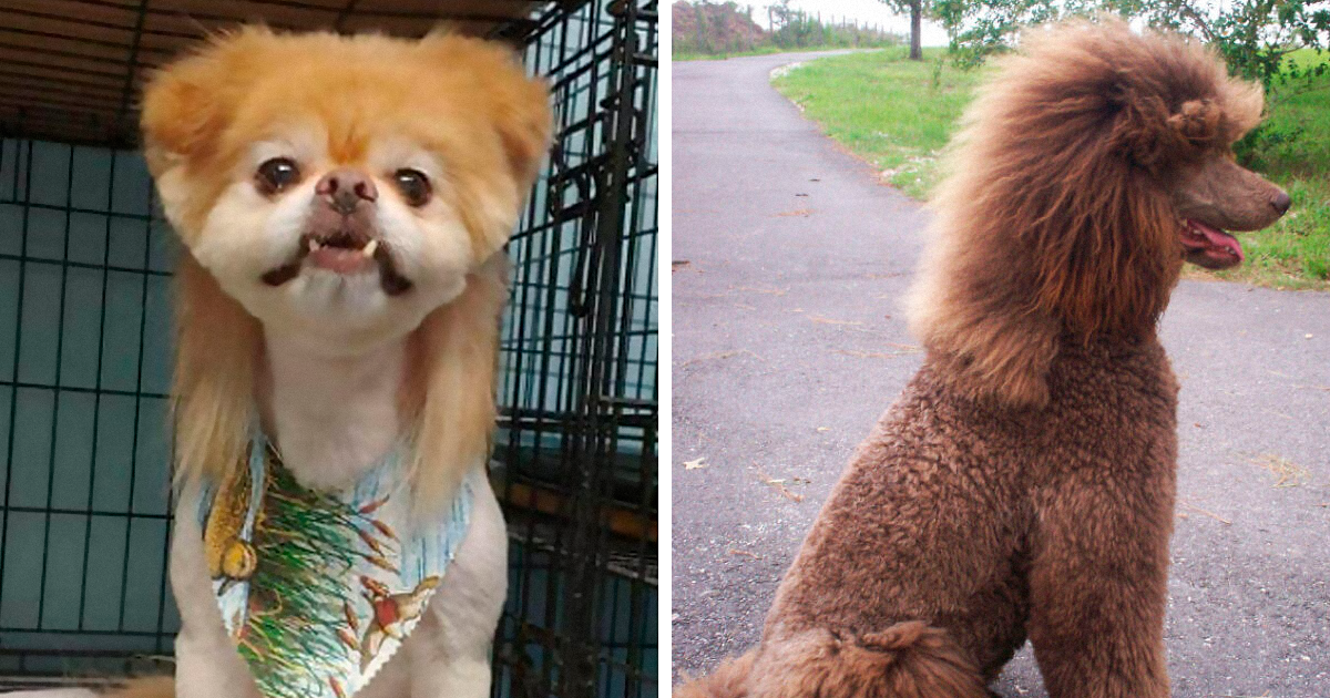 Two dogs with mullet hairstyles, one with a colorful bandana and the other with curly brown fur, showcasing unique dog mullets.