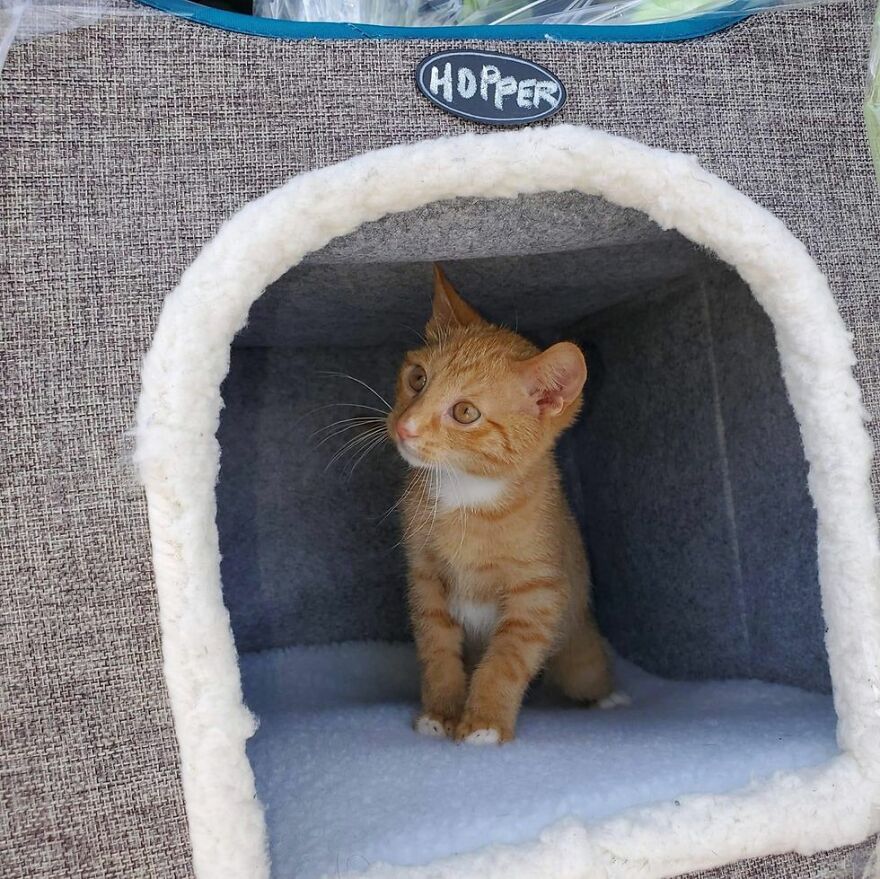 Two Unsuspecting Sanitation Workers Find A Cat In A Garbage Bag, Rescue Him, And Find Him A Shelter