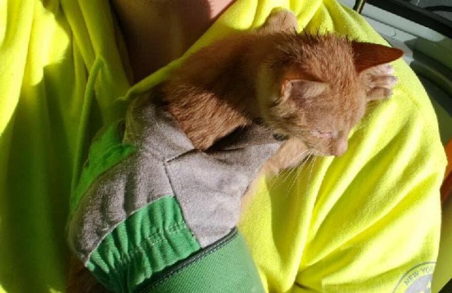 Two Unsuspecting Sanitation Workers Find A Cat In A Garbage Bag, Rescue Him, And Find Him A Shelter