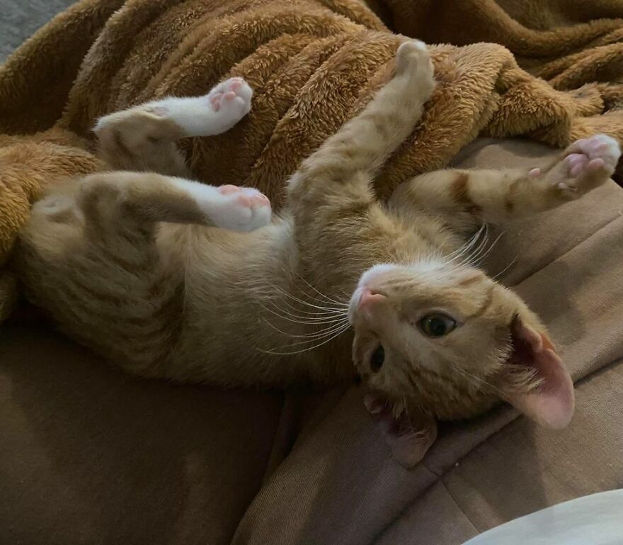 Two Unsuspecting Sanitation Workers Find A Cat In A Garbage Bag, Rescue Him, And Find Him A Shelter