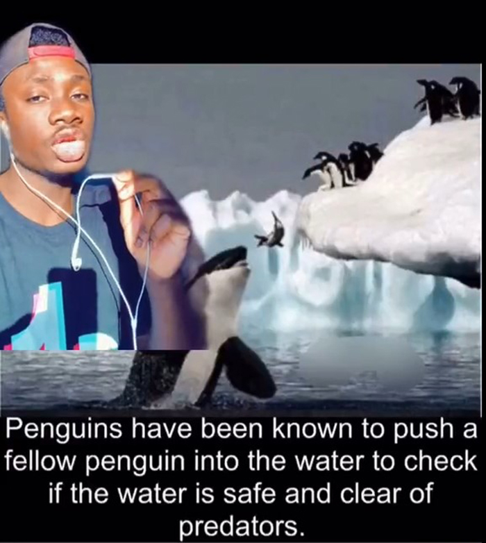 False-Animal-Facts-People-Believe