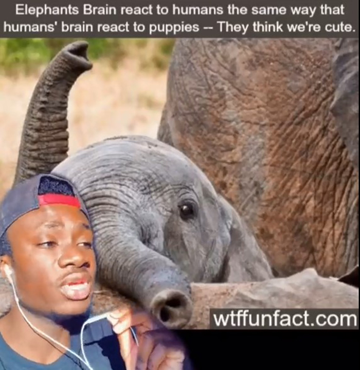 False-Animal-Facts-People-Believe