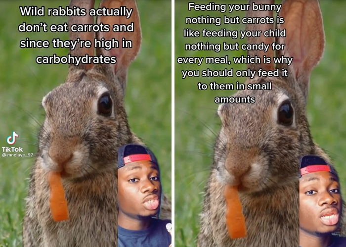 False-Animal-Facts-People-Believe