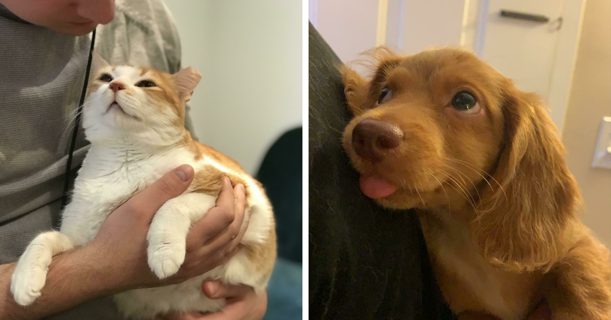 50 Mascotas mirando con amor profundo a sus dueños que te alegrarán el corazón (nuevas fotos)