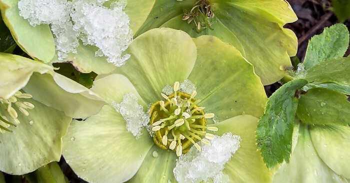 Hey Pandas, Post A Photo Of Spring Flowers That Suddenly Appeared Under The Snow (Closed)