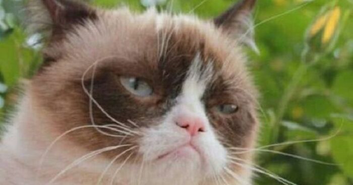 Hey Pandas, Post Some Grumpy Cat Memes (Closed)