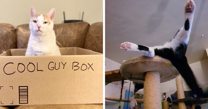 Hey Pandas, Post The Funniest Pic Of Your Pet (Closed)