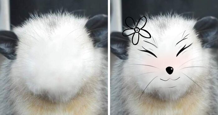 Hey Pandas, Draw A Face For This Opossum (Closed)