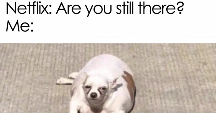 Hey Pandas, Post The Funniest Pet Meme You Can Find (Closed)