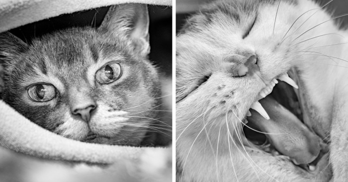 There Aren’t Enough Black And White Photographs Of Cats, Nor Can There Be, So Here Are Mine