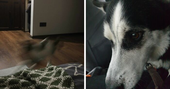 Hey Pandas, What’s The Worst Picture You’ve Taken Of An Animal? (Closed)