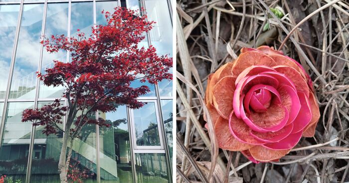 Hey Pandas, Post A Photo You Took That Looks Like A Professional Wallpaper Or Background (Closed)