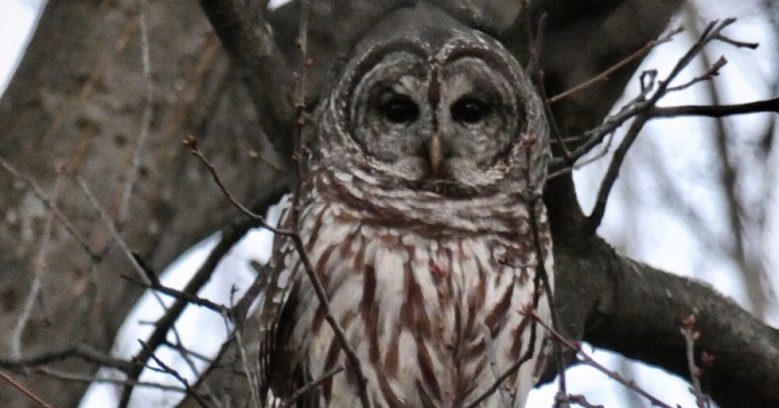 Hey Pandas, Show Your Owl Photos (Closed)