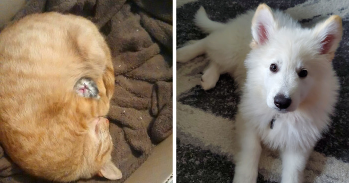 Hey Pandas, What Is The Cutest Thing On Your Camera Roll? (Closed)