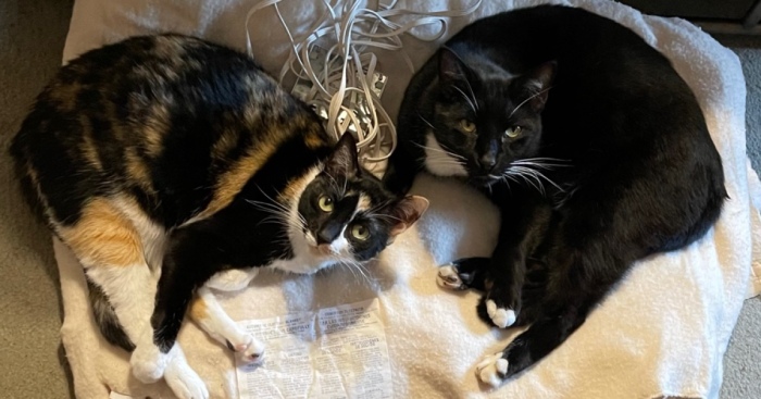 Hey Pandas, Post The Cutest Pic Of Your Pets (Closed)