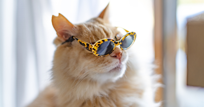 I Took Photos Of My Cats Wearing Glasses (10 Pics)