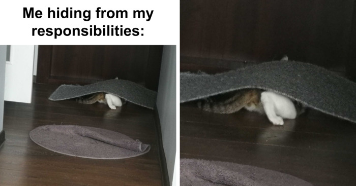 Hey Pandas, Create A Relatable Meme (Closed)