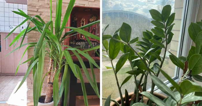 Hey Pandas, Post A Picture Of One Of Your Plants (Closed)