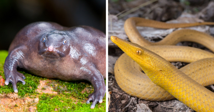 Here Are Some Of The Oddest Animals On Earth Collected By Me