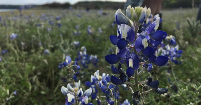 Hey Pandas, Post A Picture Of Your Flowers And Plants (Closed)