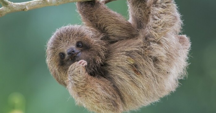 Hey Pandas, Post Your Favorite Picture Of Your Favorite Animal (Closed)