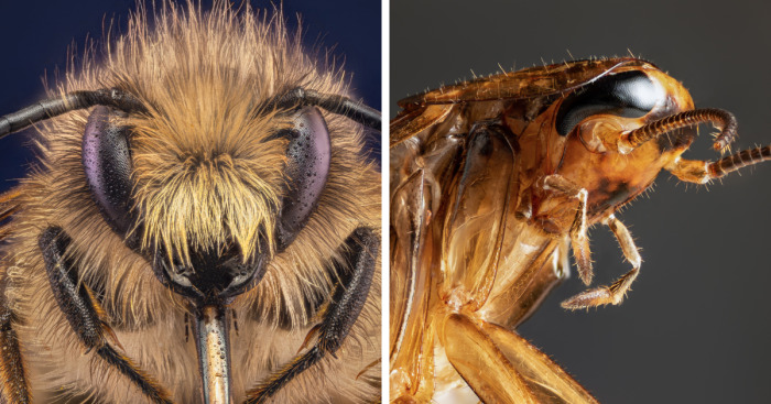 Some Insects Portraits I Took