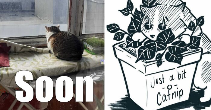 Hey Pandas, Turn A Pic Of Your Pet Into A Meme (Closed)