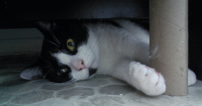 Hey Pandas, Make A Meme Out Of This Pic Of A Cat (Closed)