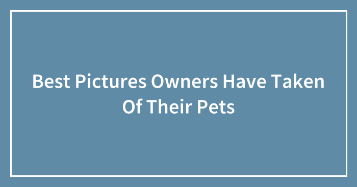 Best Pictures Owners Have Taken Of Their Pets