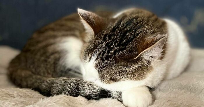 Hey Pandas, Post Your Animal(s) You Have Right Now (Closed)