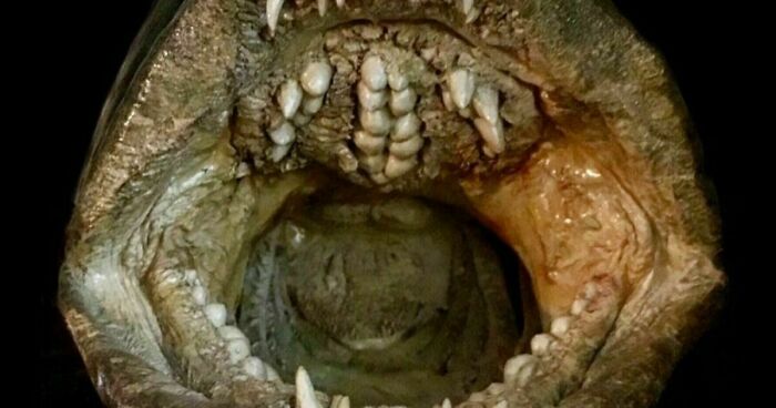 On My Instagram I Show The Most Bizarre Fish Teeth You Will Ever See.