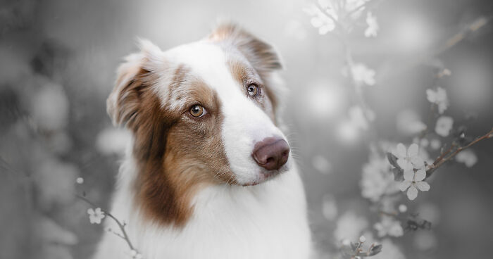 My Flower Power Dog Photos (10 Pics)