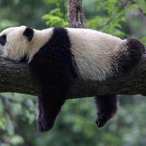 armstrongneil484 avatar