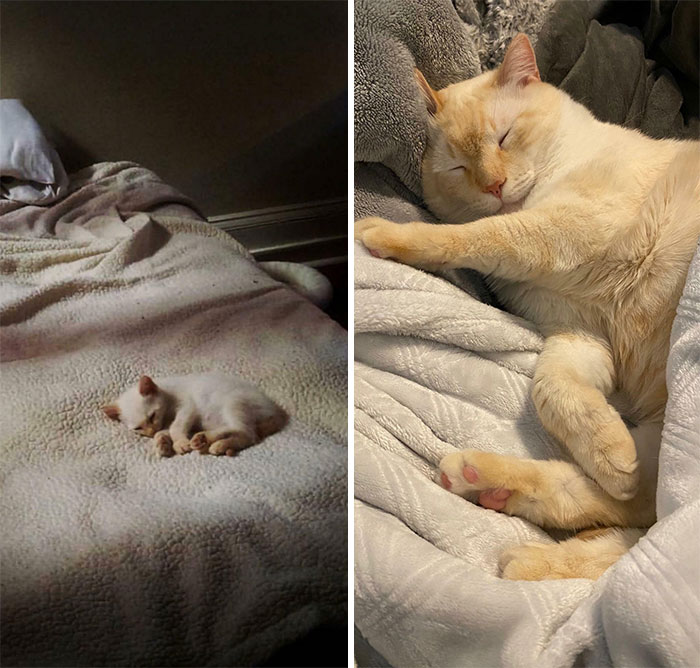 The Evolution Of Jolteon