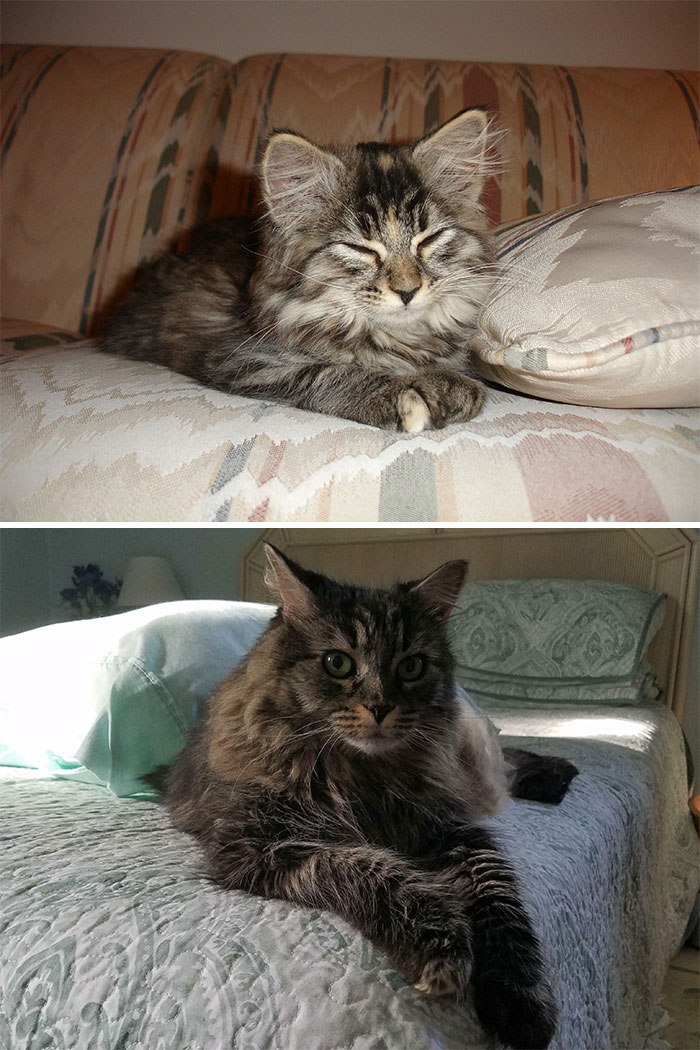 Hershey At 12 Weeks And Now At 12 Years