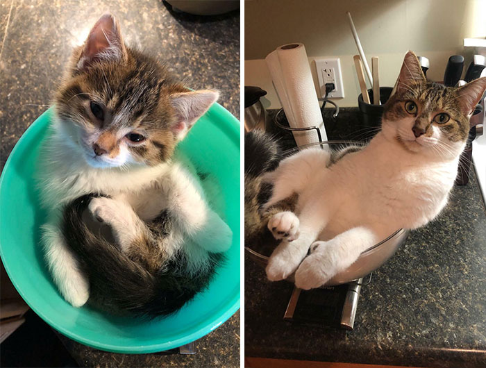 From 2.1lbs To 10.8lbs, Axl Was An Adorable Tiny Underweight Kitten Who Grew Into My Big Handsome Boy!