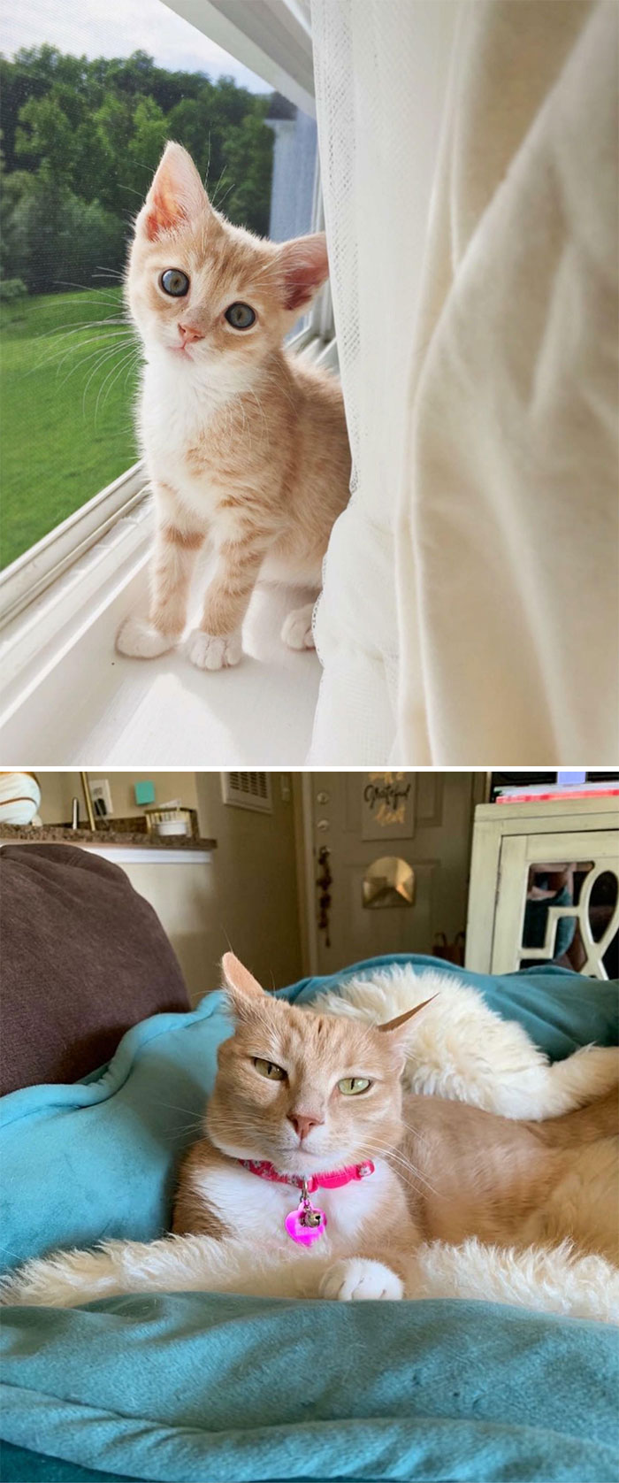 Macaroni From 9 Weeks Old In 2016 To Present