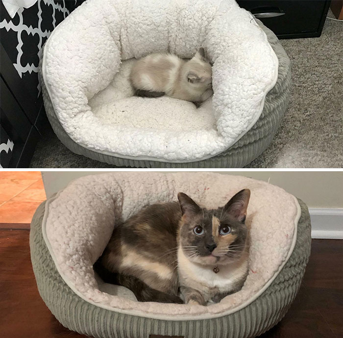 First Time In Her Cat Bed vs. 2 Years Later