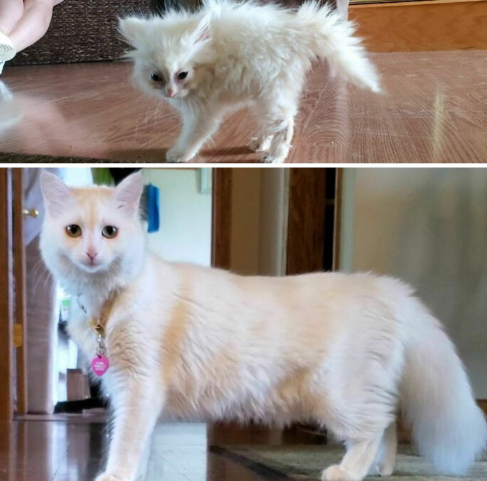 There Was A Time When We Weren't Sure If Nimbus Was Even A Cat. Here Is Her Successful Transformation From Crinkled Tissue To Fluffy Goddess