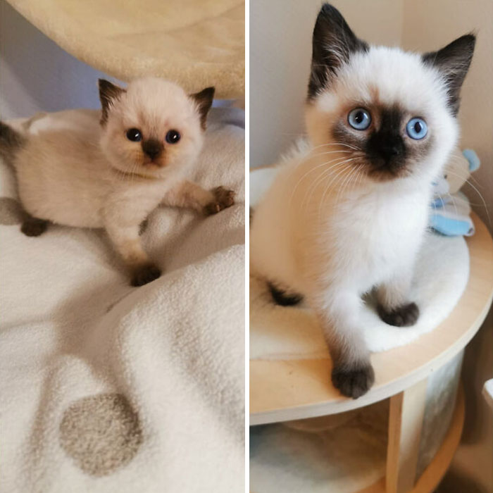 Casper At 3 And 13 Weeks Old