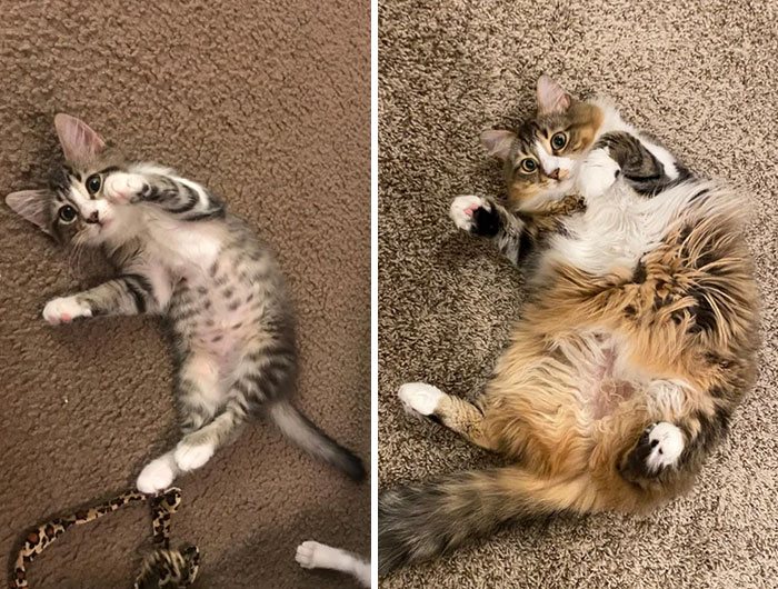 From A Little Floof To A Lot Of Floof