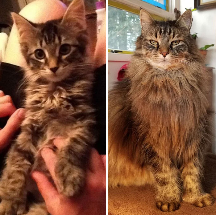 Thor, Then And Now