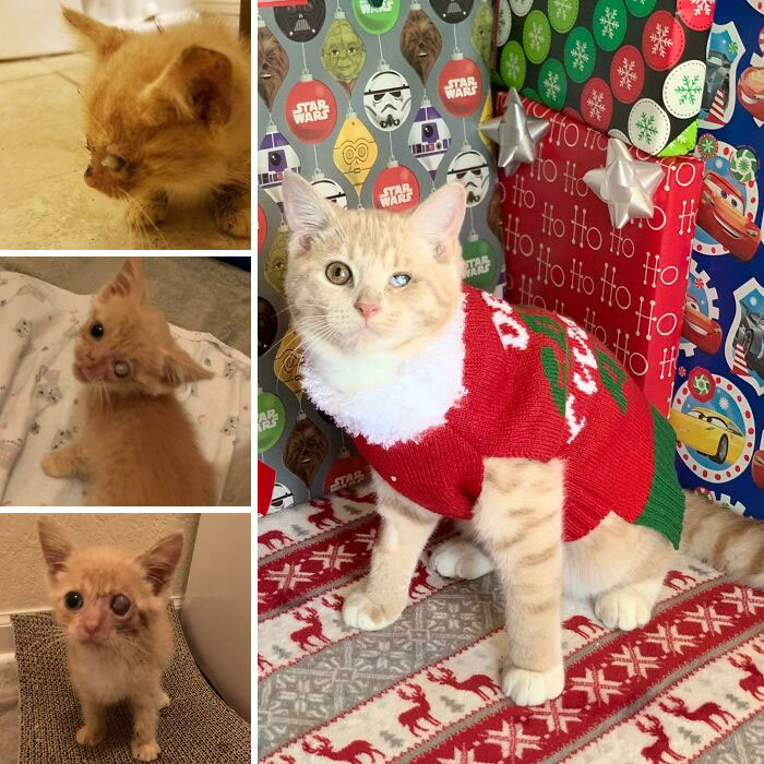 Started Life Lost In A Swamp, Now Cozy In A Christmas Sweater