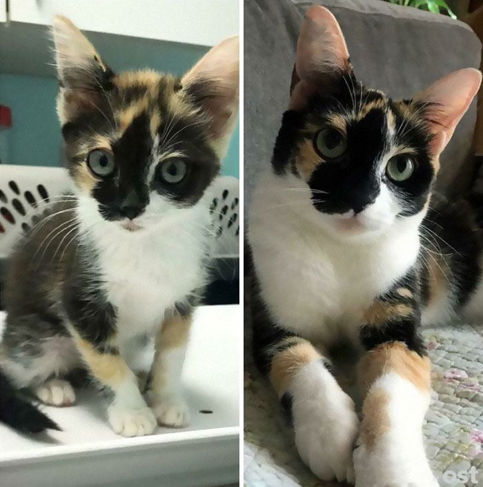 Piko. She Grew Into Her Bobblehead